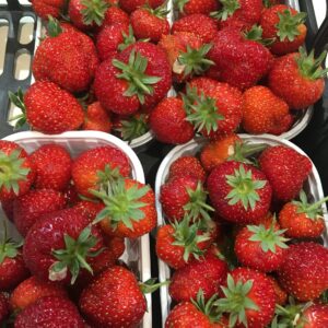 FRAGOLE FAVETTA