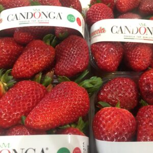 Fragole Candonga