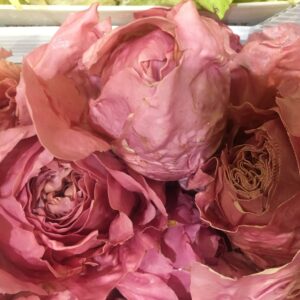 LA ROSA DI VERONA