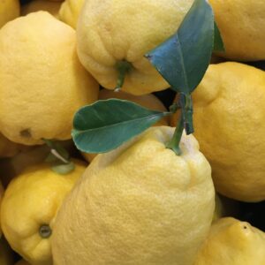 LIMONI DI SORRENTO