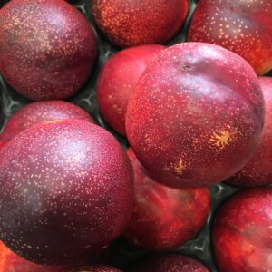 PESCHE NOCI